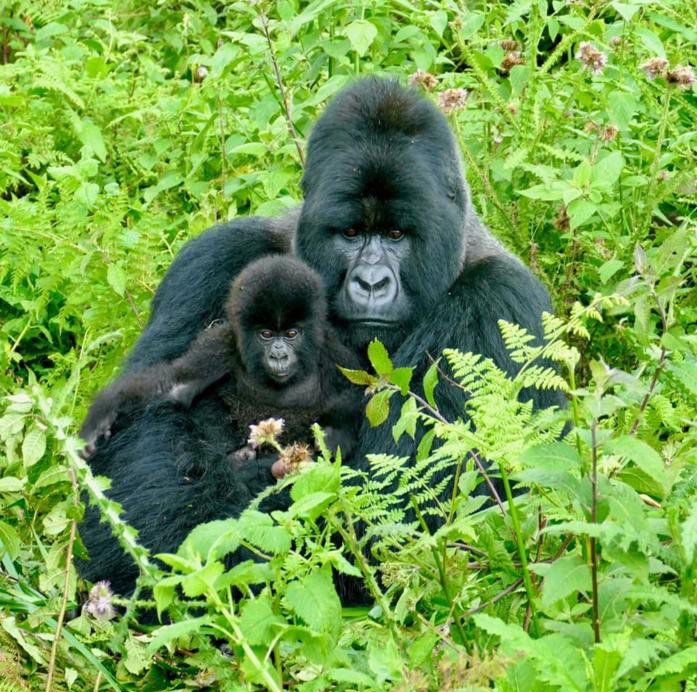 Gorilla sub-species