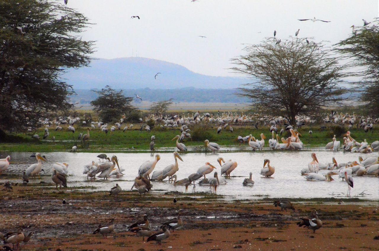 Zebras at Lake Mburo