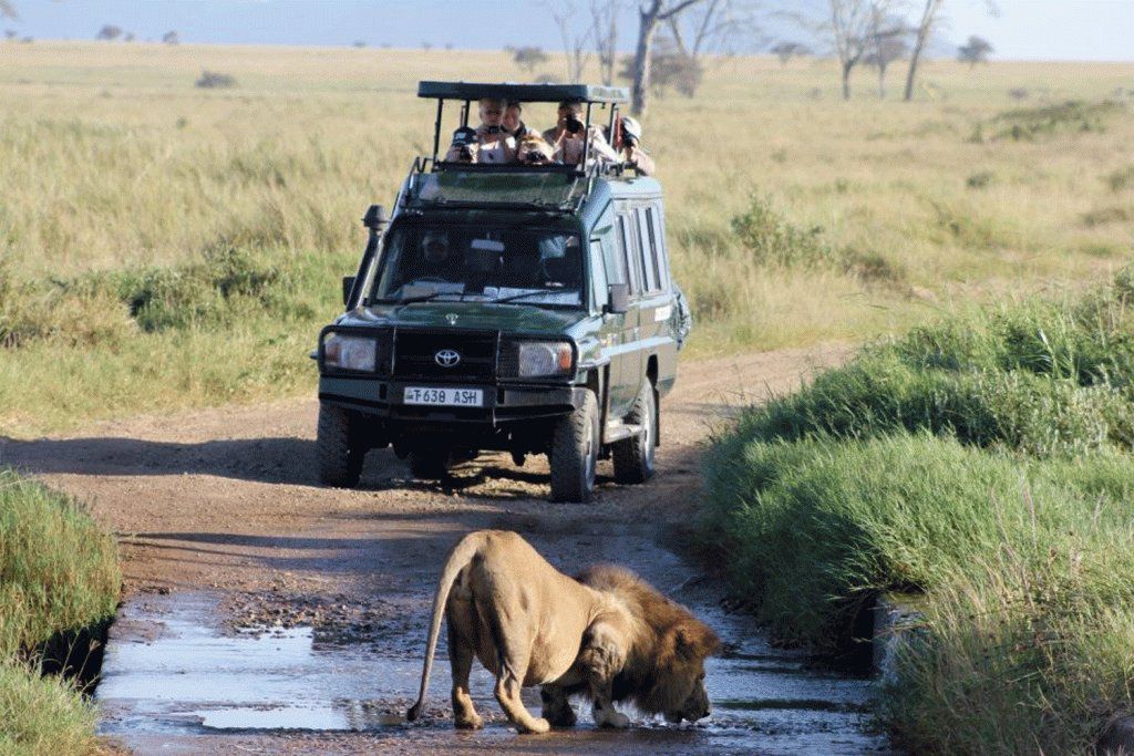 Tree-climbing lion in Queen Elizabeth