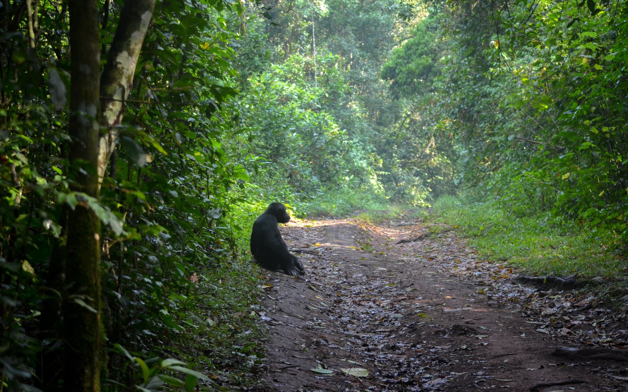 Chimpanzee in Kibale