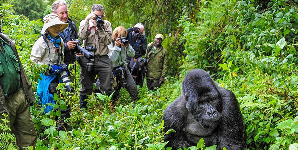 Gorilla trekking experience